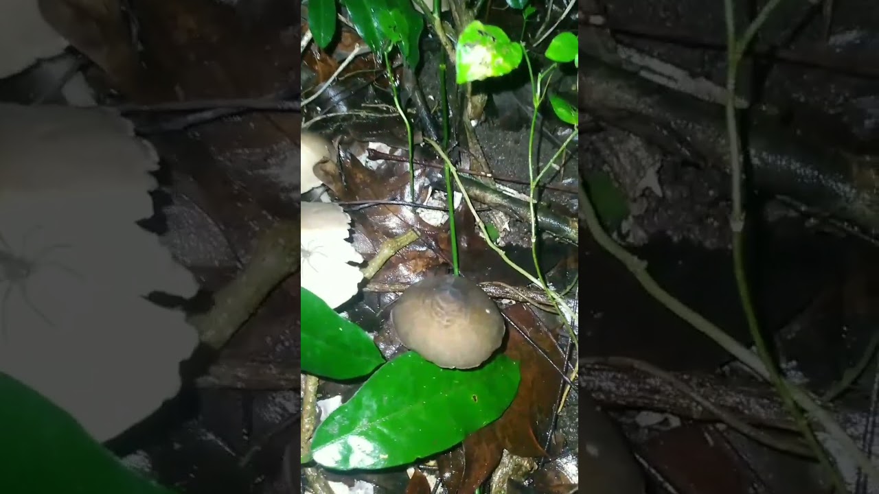 mga ka idol bigay ulit ng kalikasan ngayong umaga kabuting mamarang 🍄
