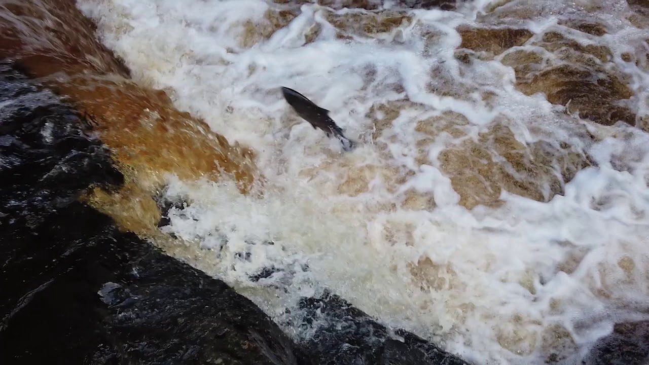 Salmon leaping at Stainforth Force