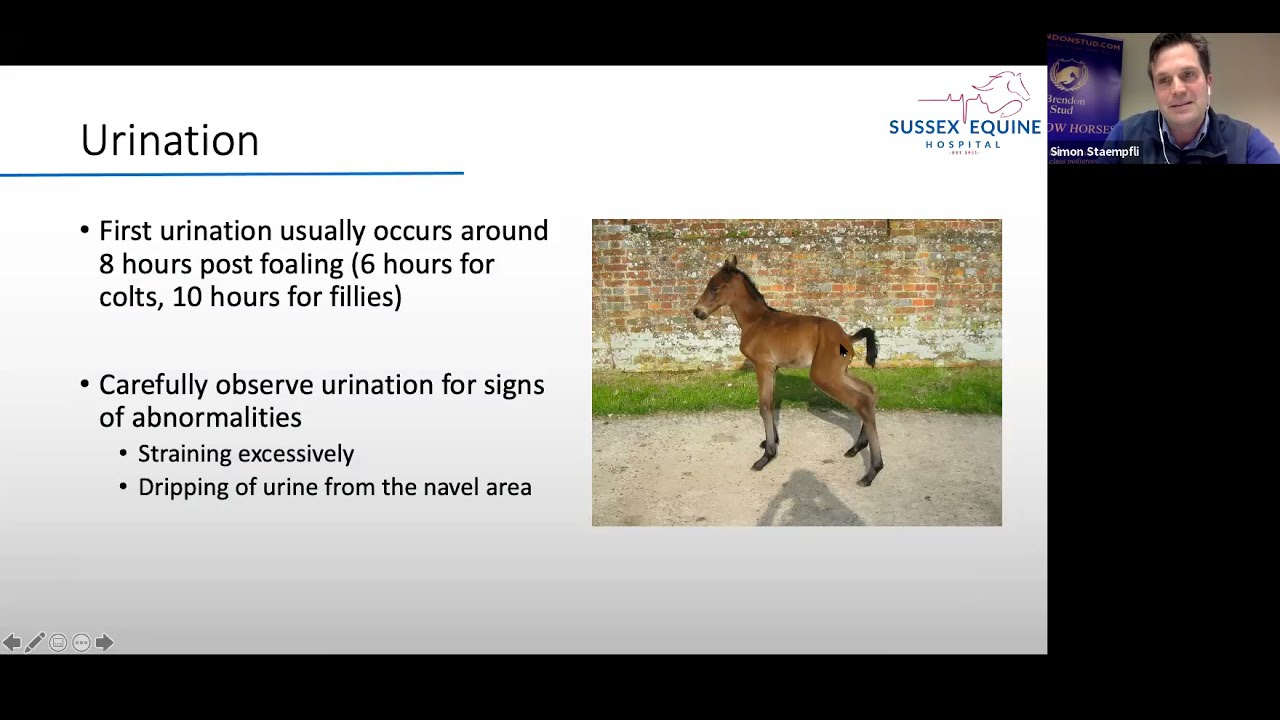 Care & Management of the Newborn Foal Part 1