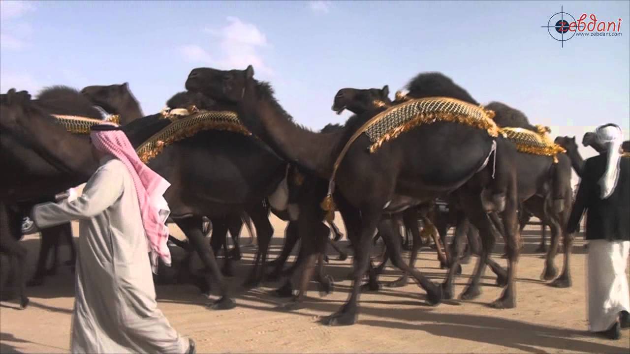 مسيرة منقية السيد / طالب بن محمد الكنعان المري في مزاين الكويت 2015