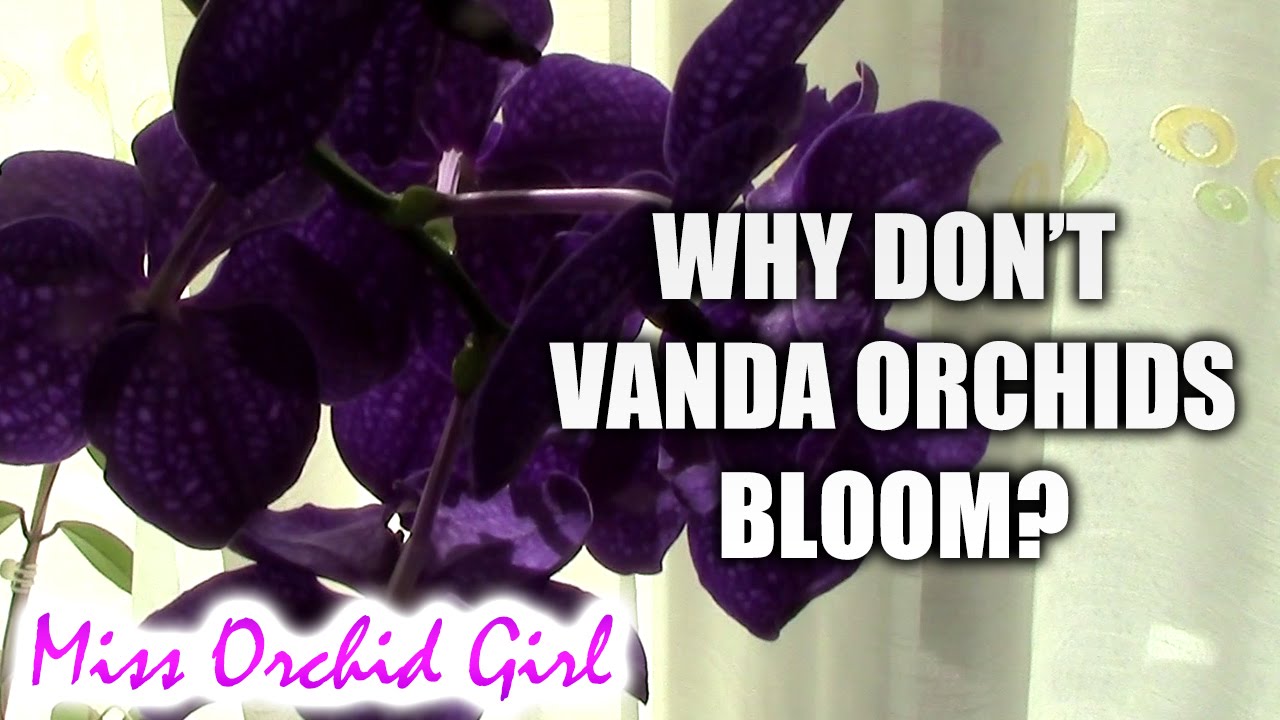 Q&A - Why doesn't my Vanda orchid bloom?