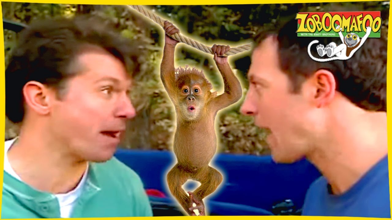 🐘 Zoboomafoo | Full Episodes Compilation 1 | with the Kratt Brothers! HD 🐘