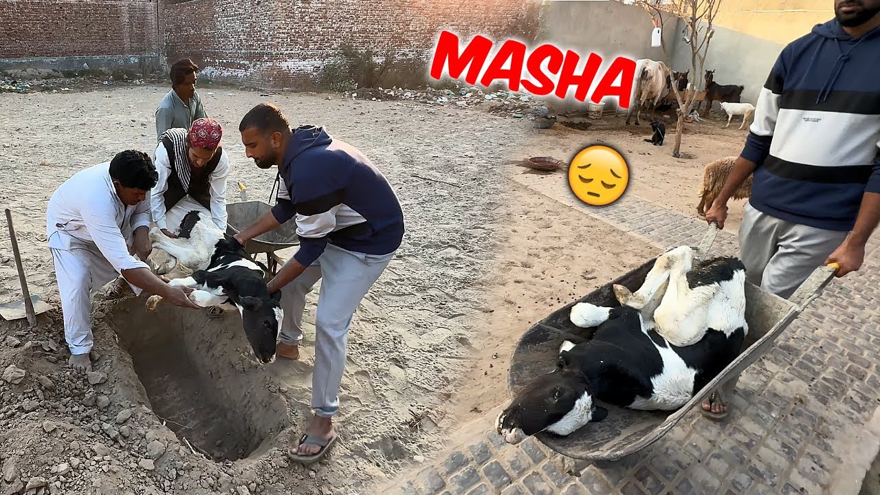 Masha Will Be Missed 😭