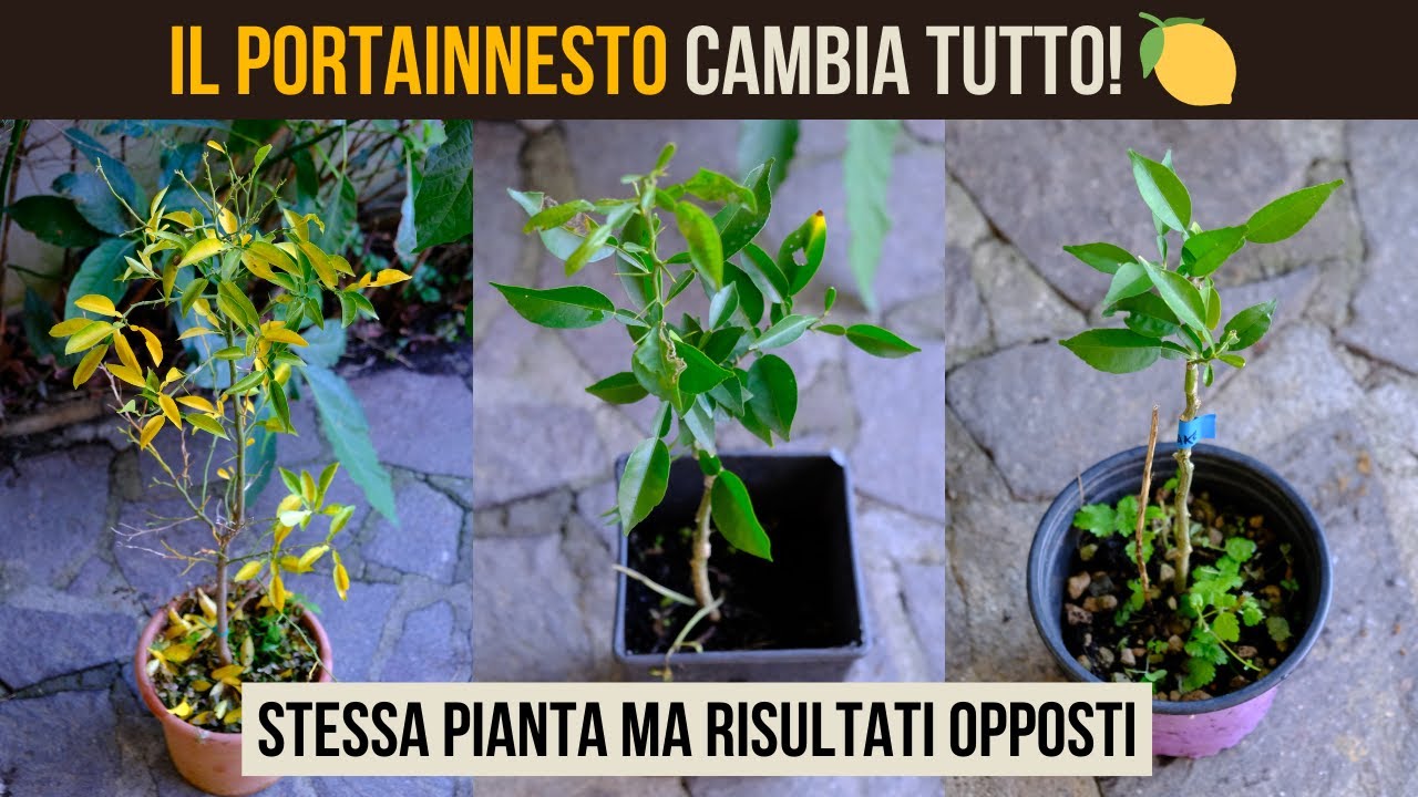 Yuzu senza foglie in inverno? Il portainnesto cambia tutto (Citrumelo vs Poncirus) 🍊