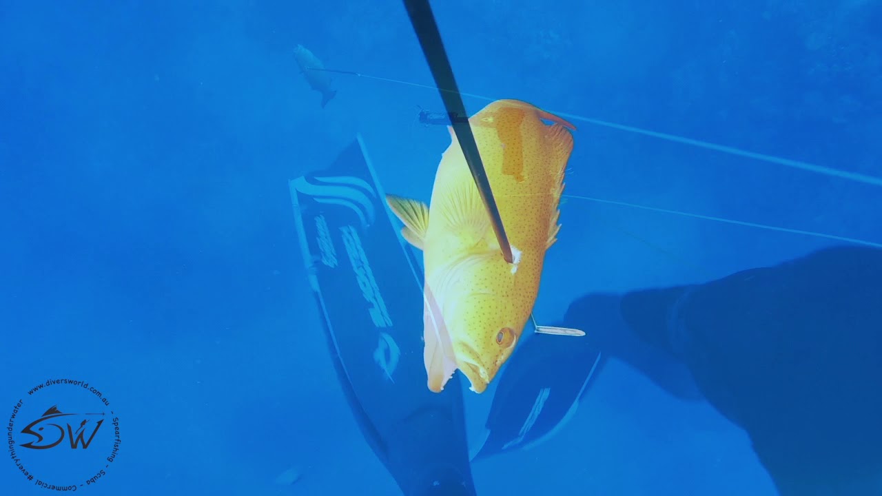 Never miss a shot again: Freedivers Ranger Roller Gun