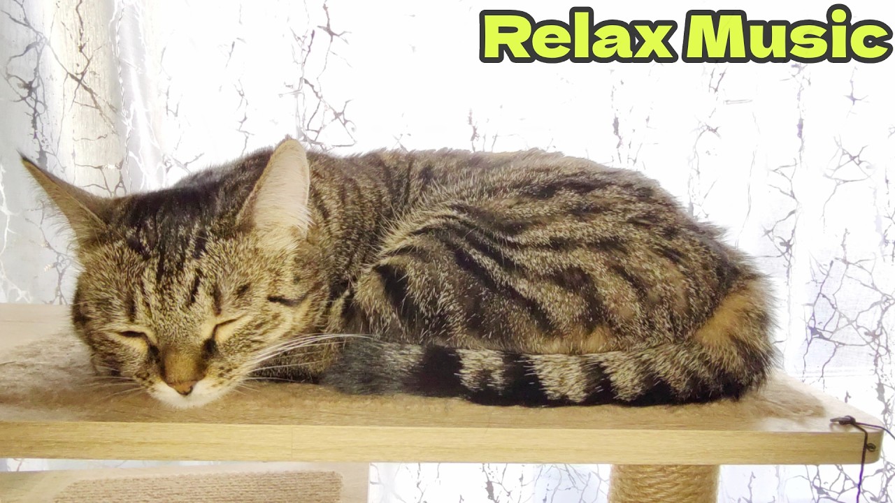 This cat found the PERFECT place to relax! Music for relaxation!