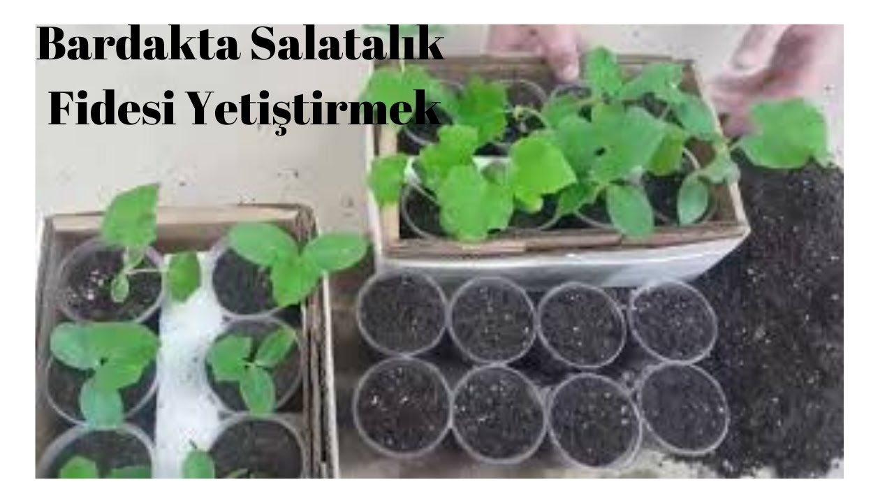 Bardakta Salatalık Fidesi Yetiştirmek