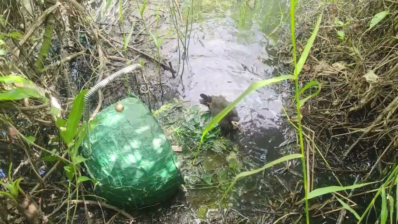 Bẫy Quốc Cà Mau.
