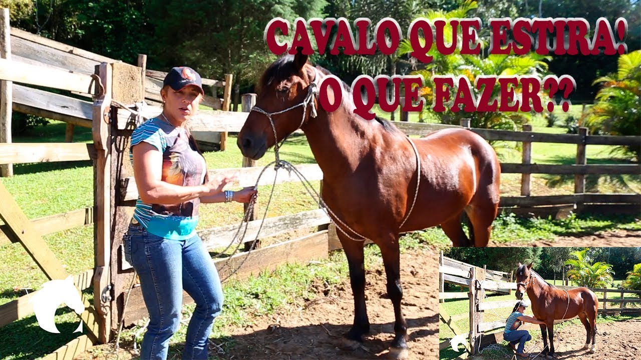 Cavalo que ESTIRA? O que fazer?