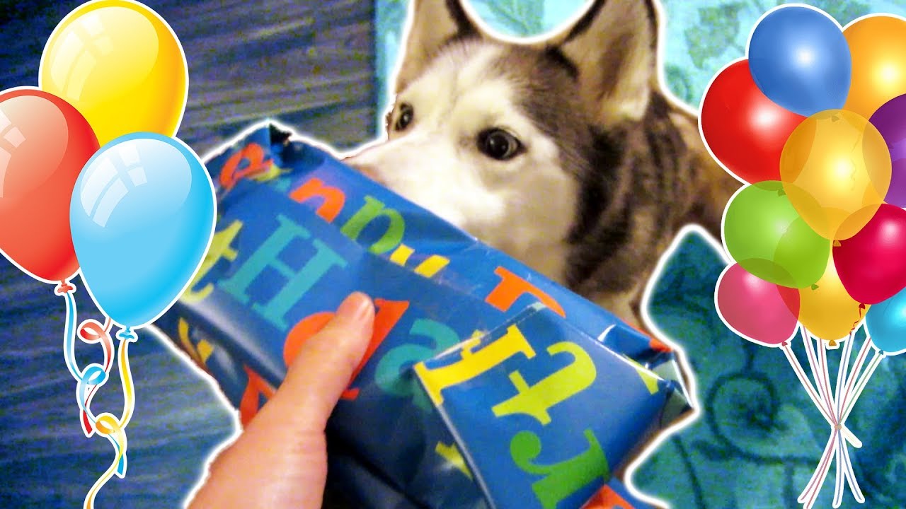 Husky Opens Presents! Happy 10th Birthday Shiloh the Husky