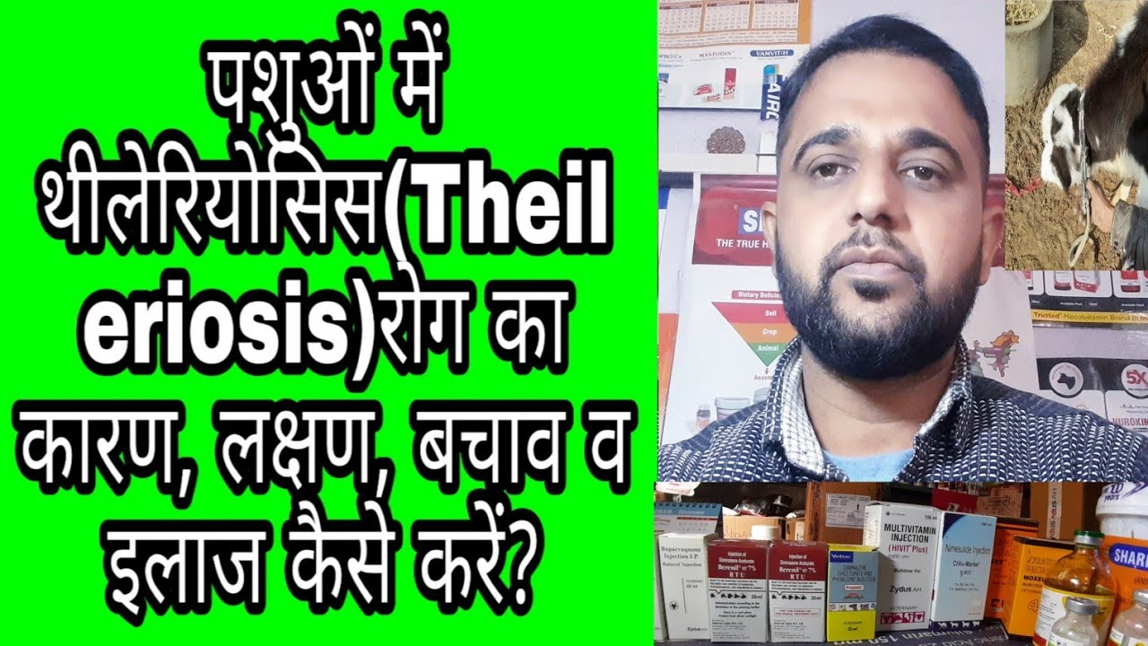 पशुओं में थिलेरियोसिस(Theileriosis)रोग का कारण,लक्षण,बचाव व इलाज?Theileriosis Disease in Animals