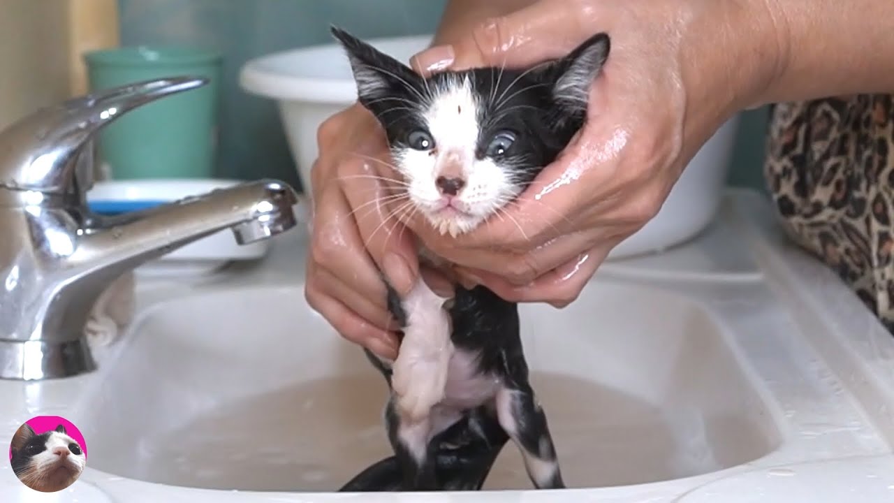Спасенный котенок полон грязи и блох... Первая ванна для уличного котенка