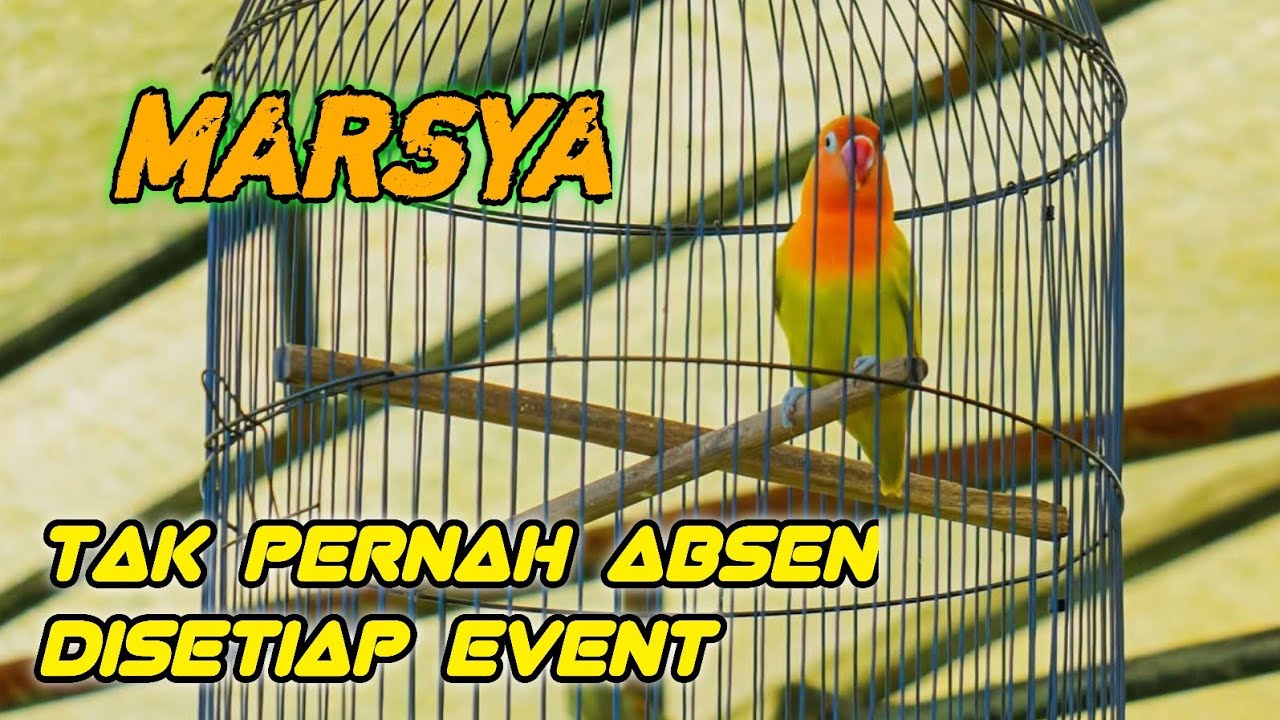 LOVEBIRD MARSYA SELALU HADIR DILOMBA ❗️ KALI INI FINISH PODIUM 3 DAN 3 ❗️LATPRES ARIEF MUSTIKA BF 