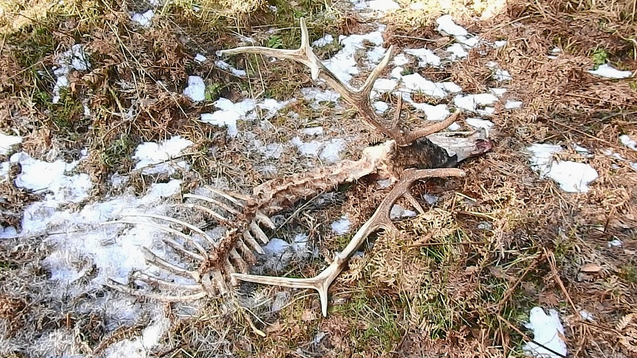 Padły jeleń Byk 2026r Wieniec 12-stak🦌