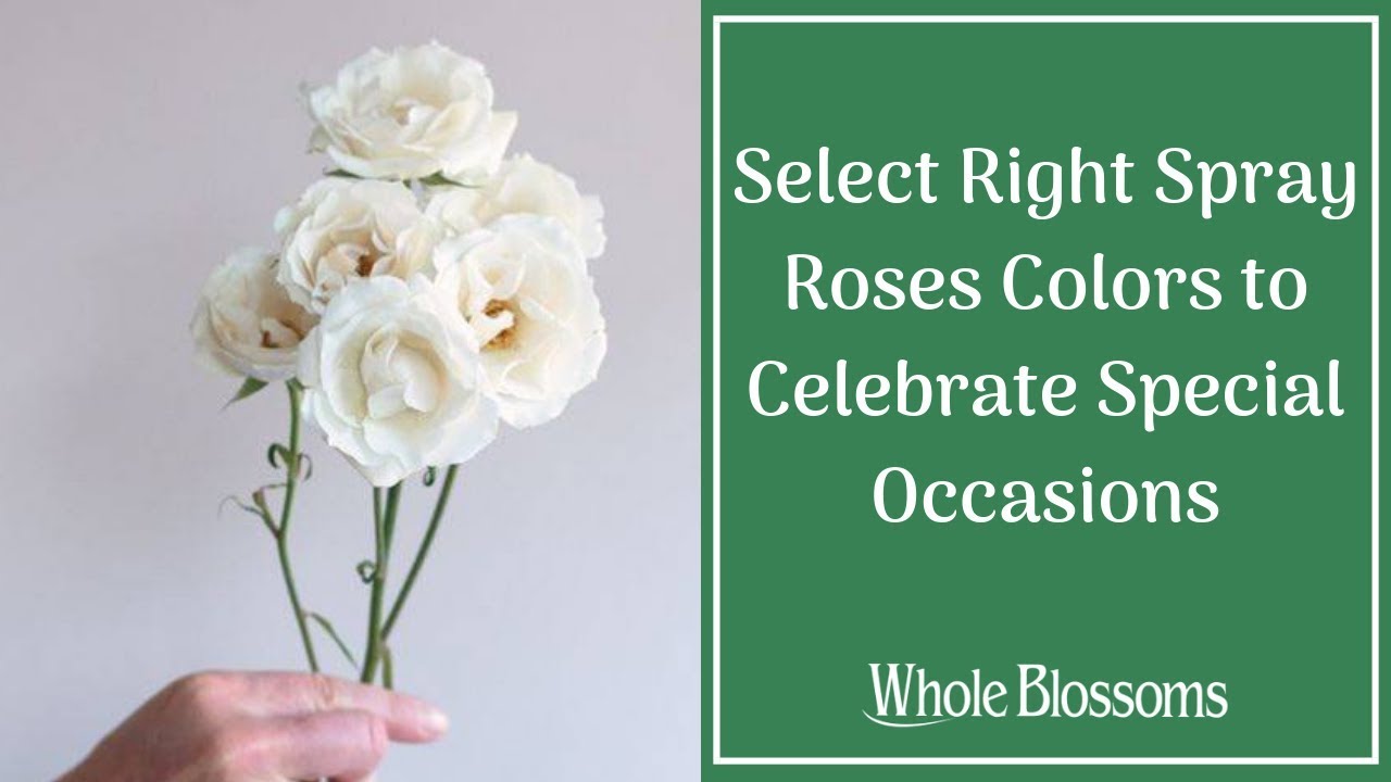 Select Right Spray Roses Colors to Celebrate Special Occasions