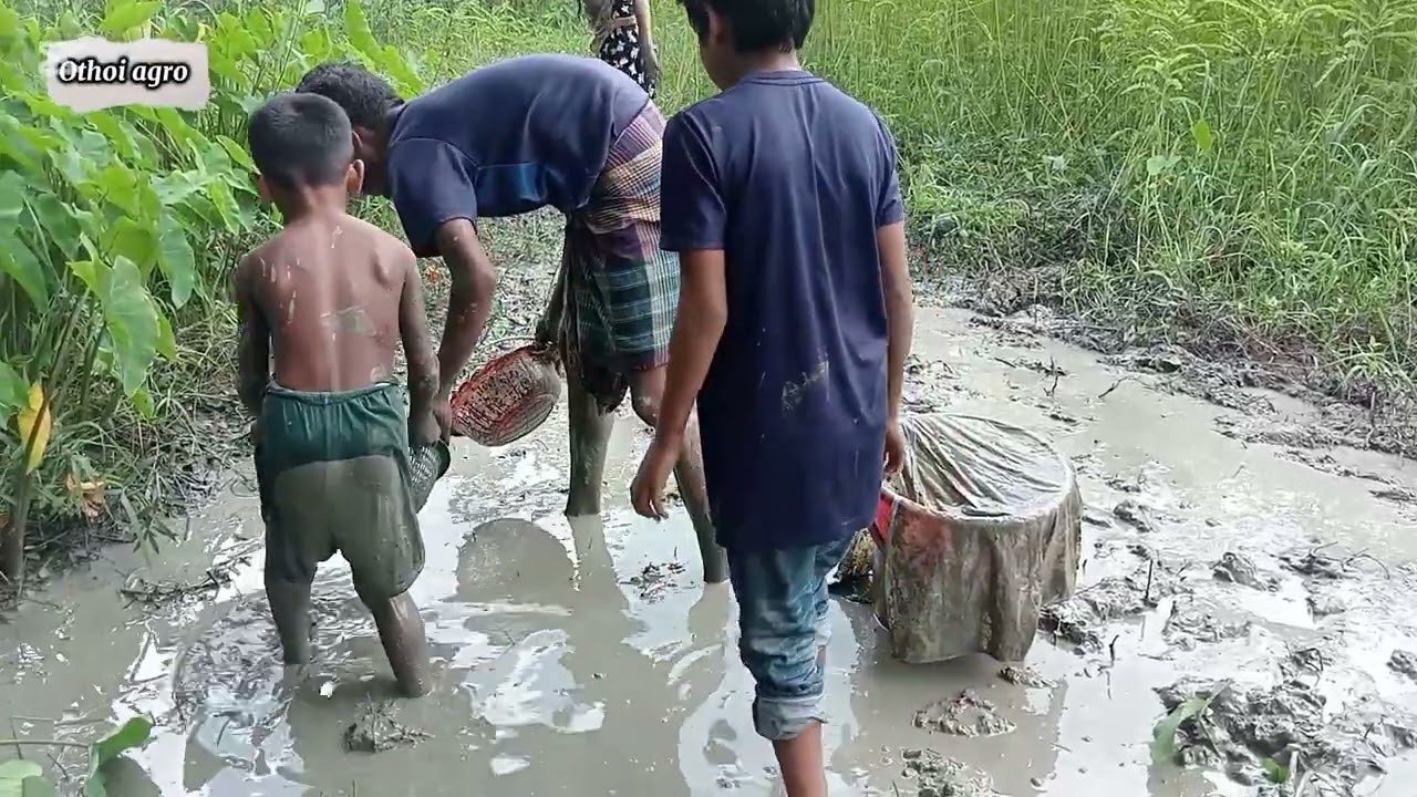 বিলে মাছ ধরলাম।#foryourpage 