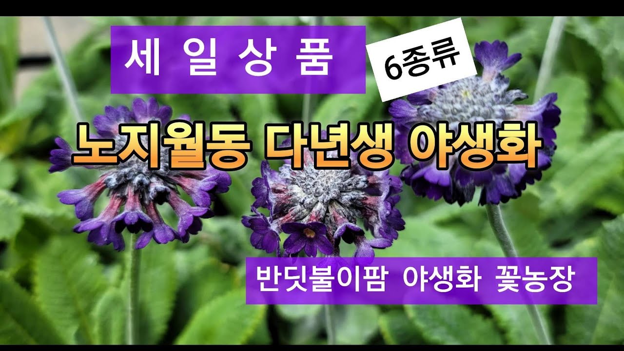4월에 심는 다년생 야생화 세일품목도  있어요