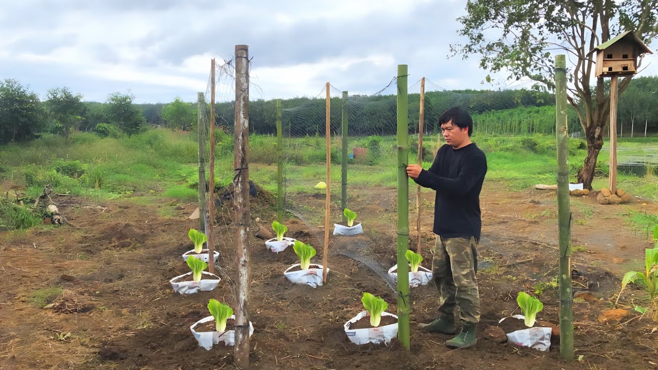 Expand The Farm. Try New Ways Of Growing Vegetables