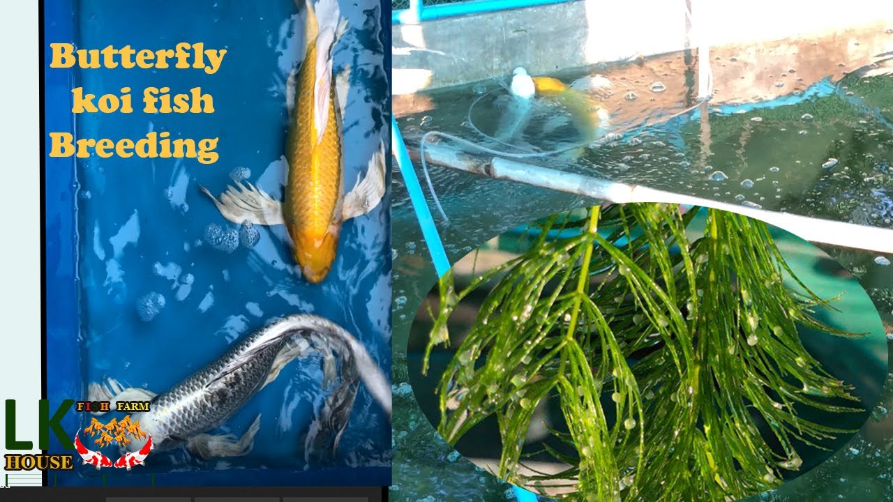 Butterfly koi fish breeding, breed our butterfly koi