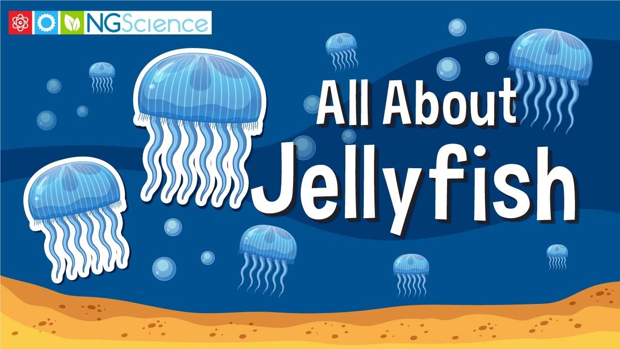 All About Jellyfish