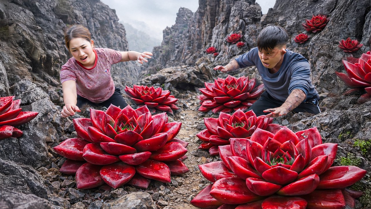 Harvesting Rare Giant Red Succulents, Brave Woman Harvests from Dangerous Cliff