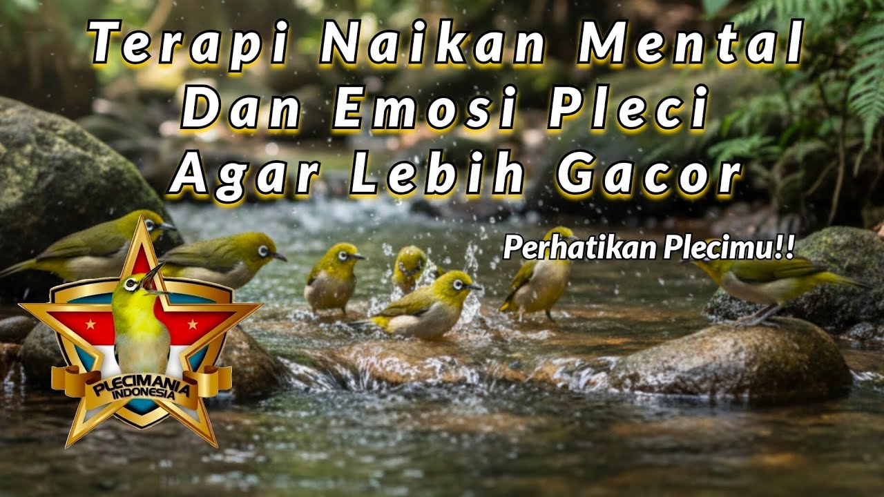 TERAPI PLECI RIBUT KOLONI – Booster Mental & Emosi Pleci Macet/Ngeriwik Jadi Gacor!