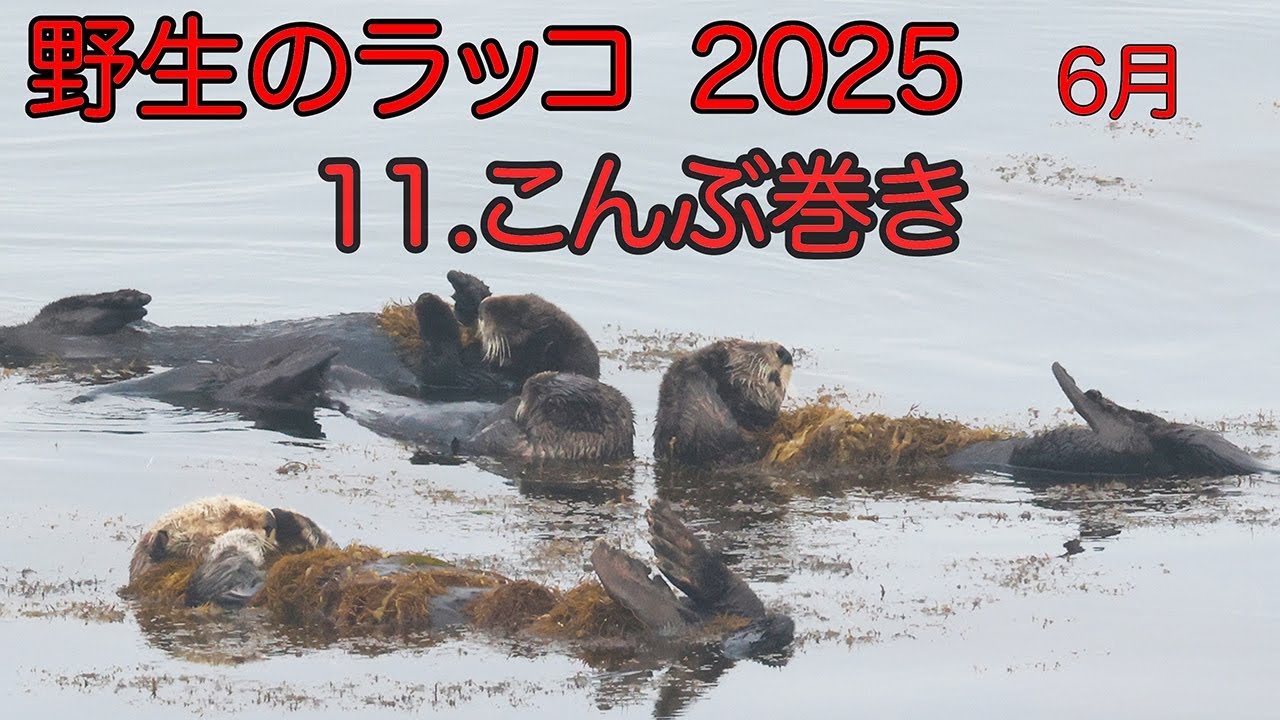 野生のラッコ 2025  11.こんぶ巻き