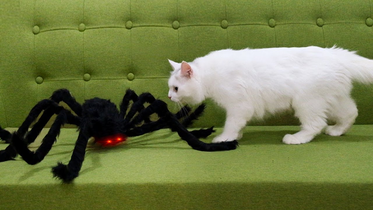 Кошки vs паука