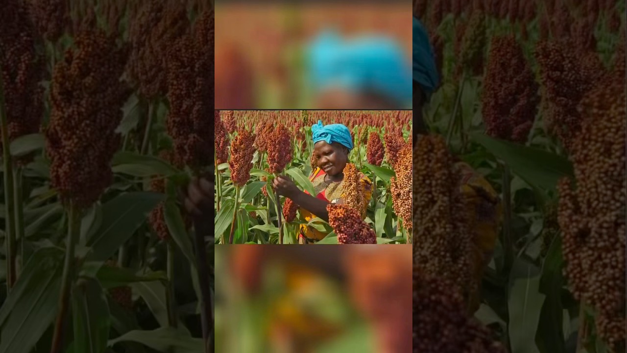 Types of Millet#healthylifestyle #indigenous-food#differentiation#food