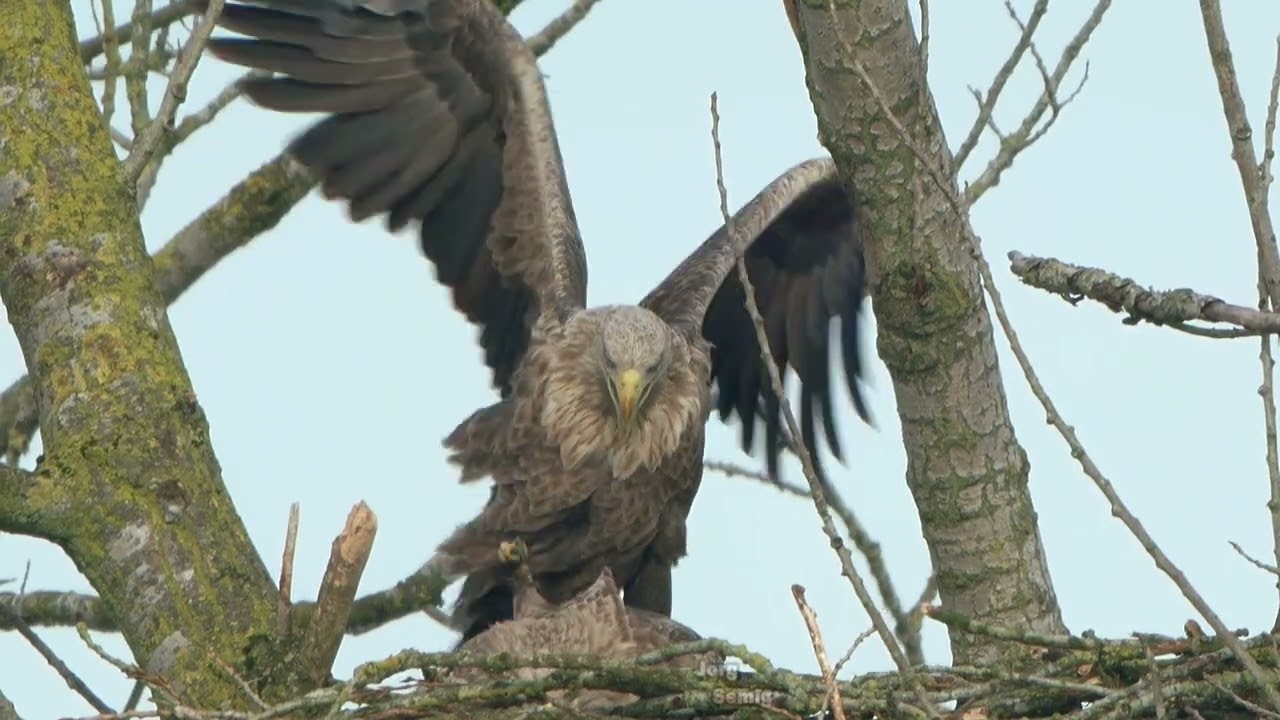 Seeadler NRW -  Seeadlerpaarung - Februar 2026 ( Farben neu bearbeitet )
