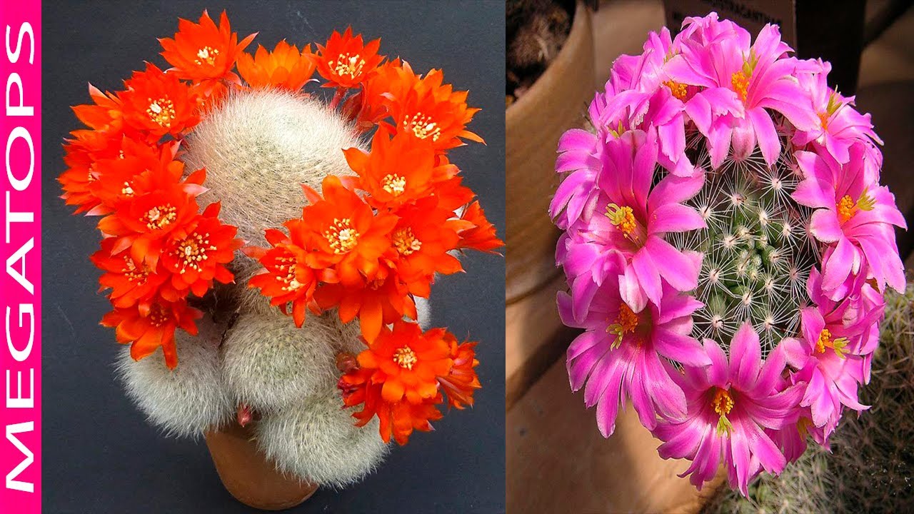 9 Cactus con Flores más Espectaculares