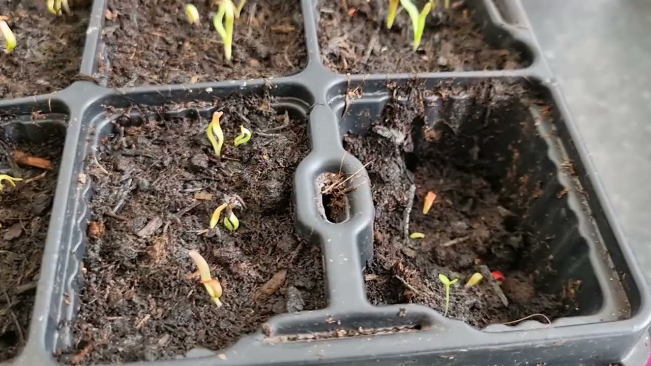 SOWN ON 6 MARCH UP BY 8TH MARCH, STATICE AND ZINNIA SEEDLINGS RACING NOW . 10TH MARCH 