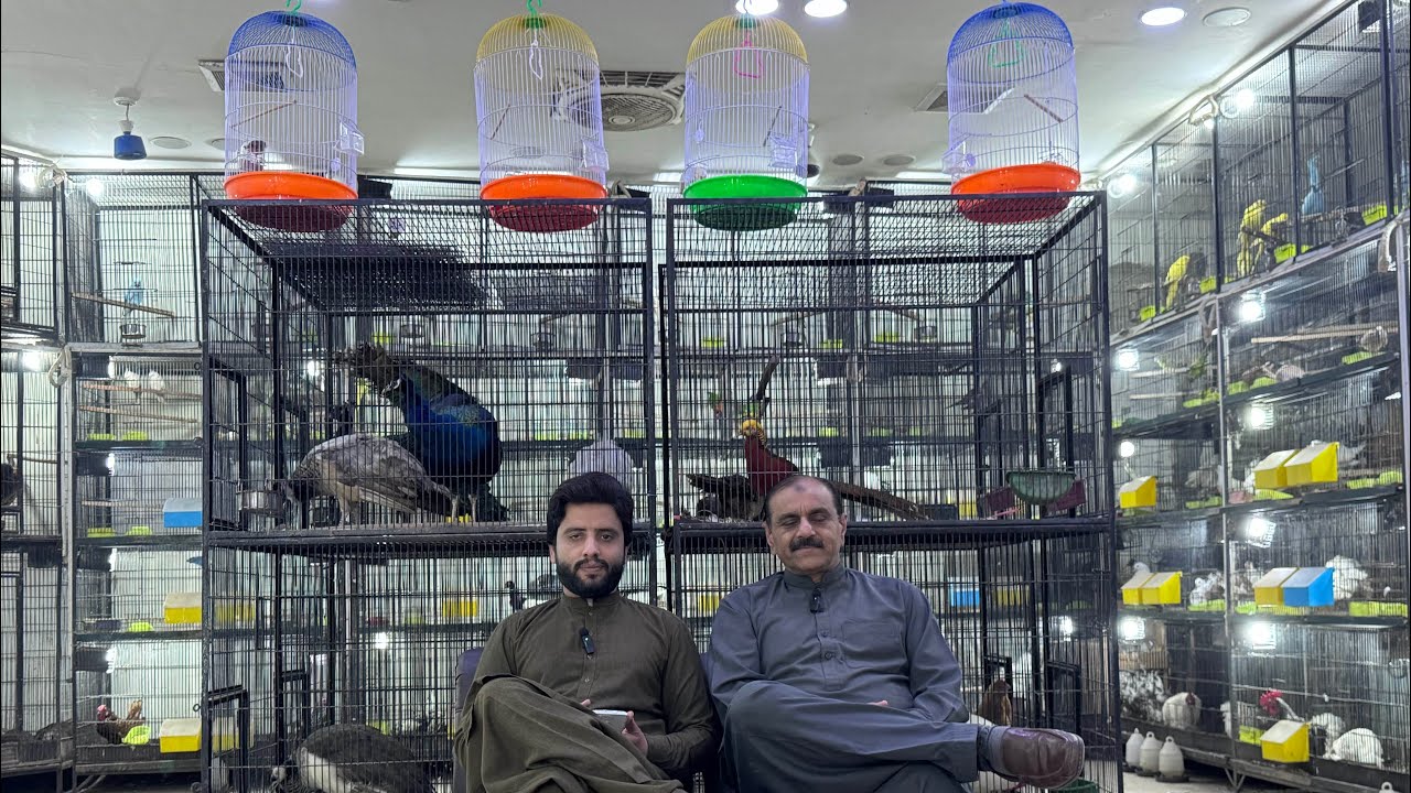 Multan Sunday Birds Market Rasheedabad 09 Decmber 2024 | pakistan bird market video par 2