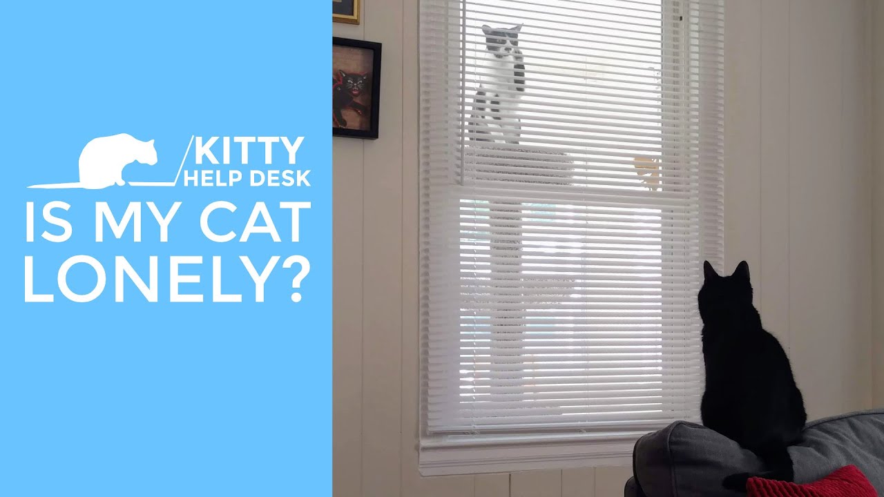 Is My Cat Lonely?