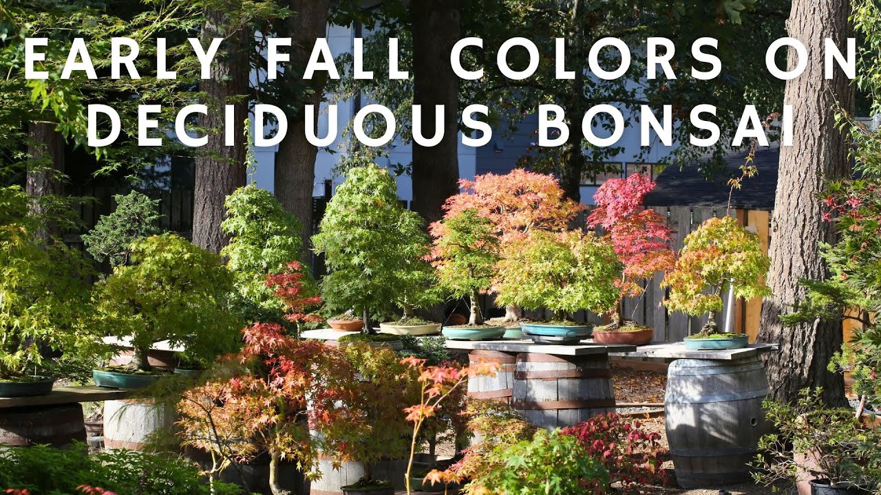 Early Fall Colors on Deciduous Bonsai