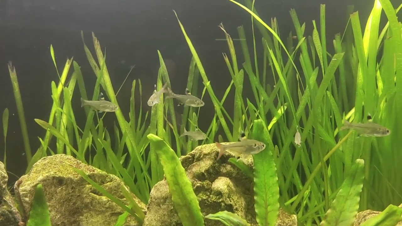 Pristella Tetra (X Ray Tetra) | New Fish in the Hobby