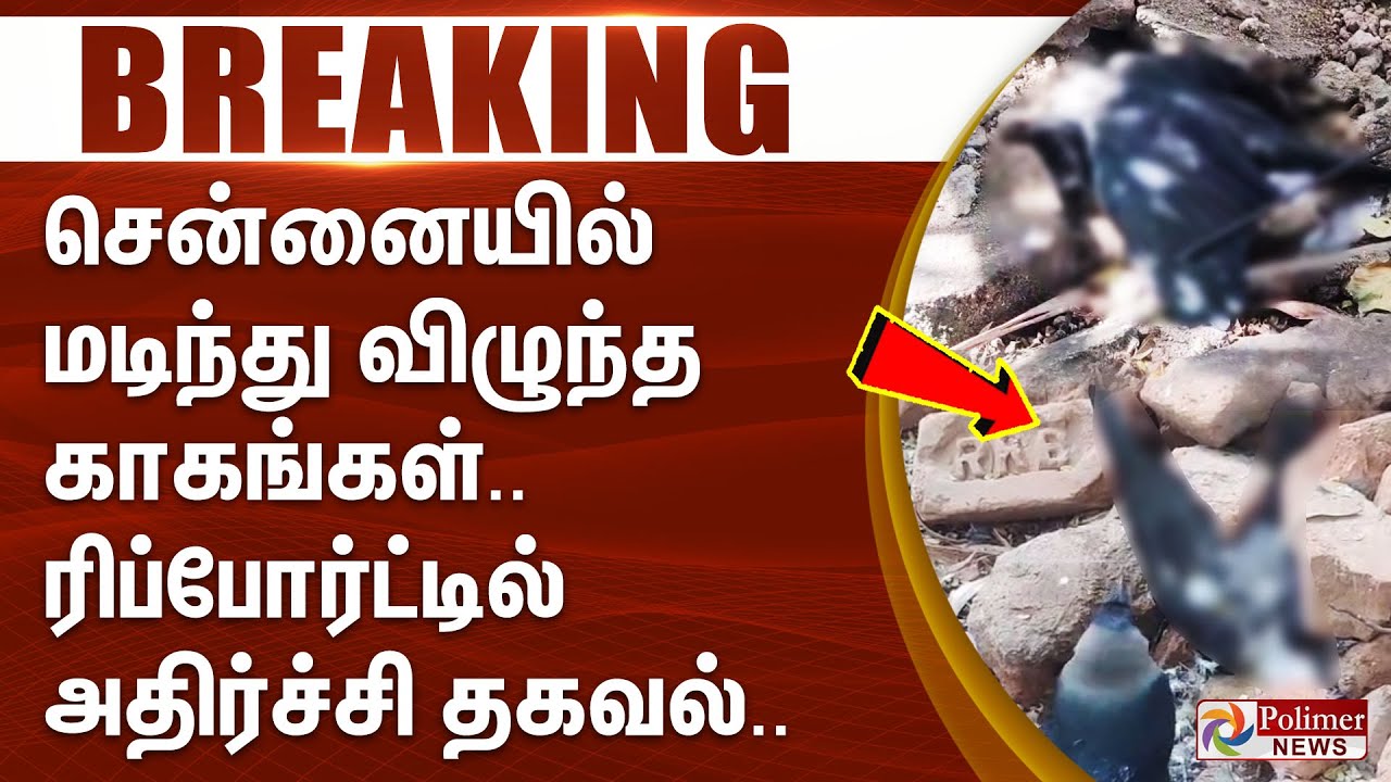 #BREAKING || சென்னையில் மடிந்து விழுந்த காகங்கள்.. ரிப்போர்ட்டில் அதிர்ச்சி தகவல்.. | Crows Death