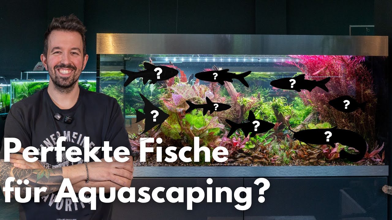 Die perfekten Fische für Aquascaping?