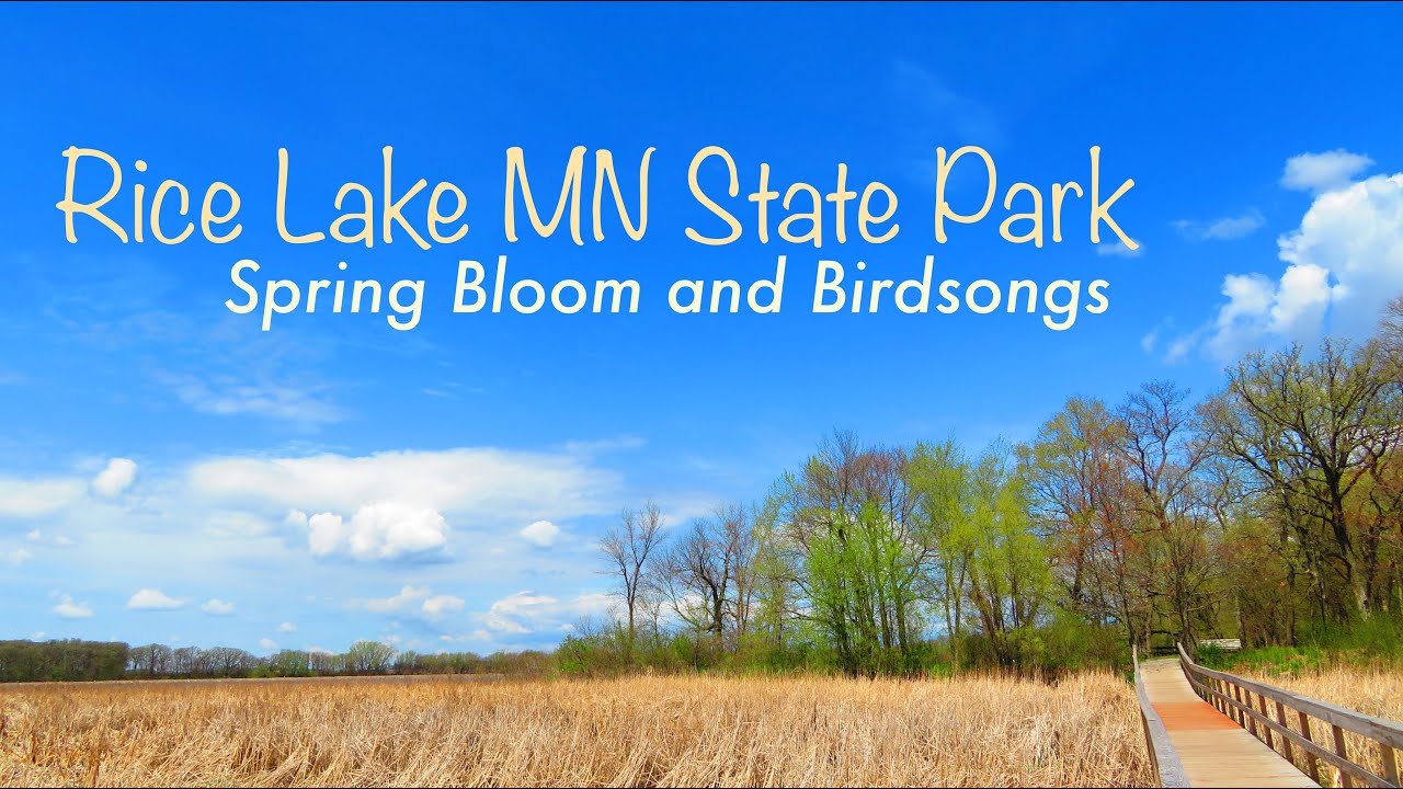 RICE LAKE MN State Park: SPRING BLOOM and BIRDSONGS (no music) - Early May 2020