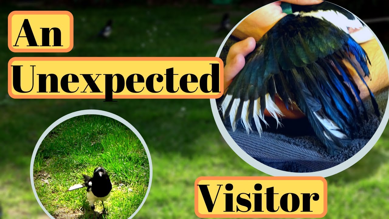 Catching a Magpie/Helping Local Wildlife