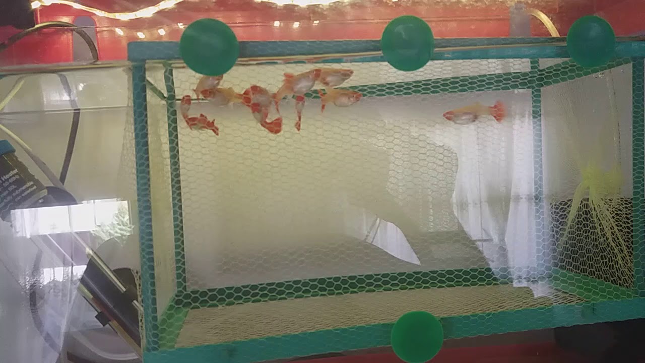 Koi lepistes