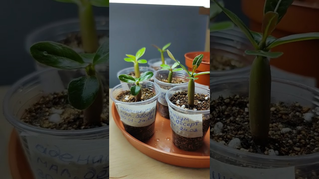 Адениум. Посадка и уход #1