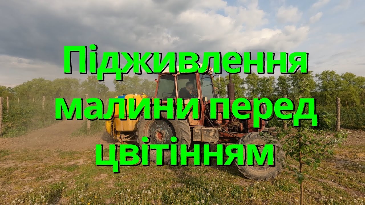 Малина завалить врожаєм, якщо підживиш її так. Все, що потрібно малині перед цвітінням.