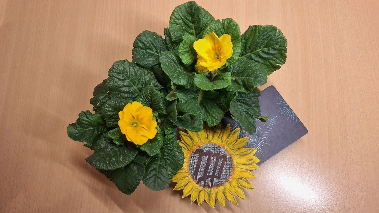 🌻💖 Panna ♍ březen 2026 - Neřešte minulost, běžte do srdce, neb srdcem vidíte více 😘🔑🌺🌼💖🌻