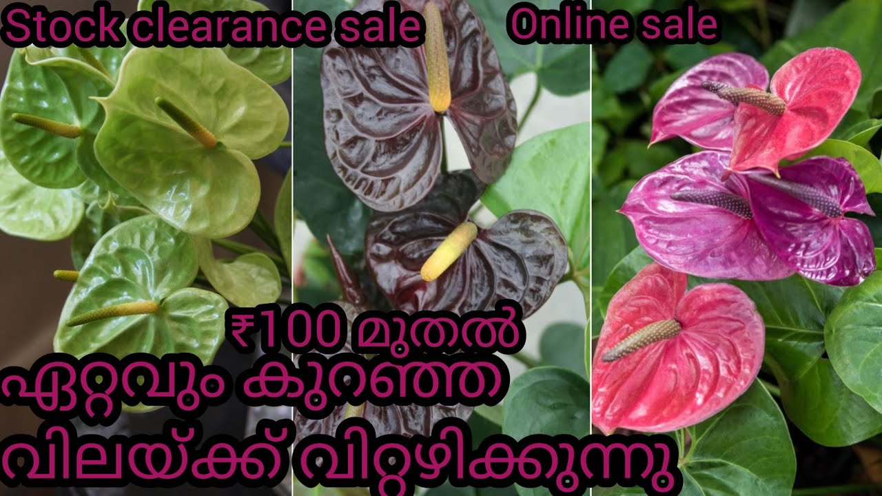 Stock clearance sale|Rare imported anthurium plant online shopping #plants #anthorium #garden