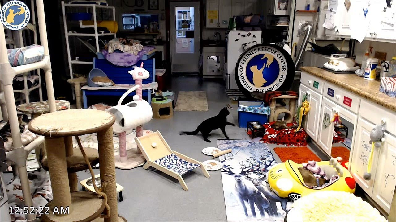 Lucie walks to new bed 2023-08-21, by Stan