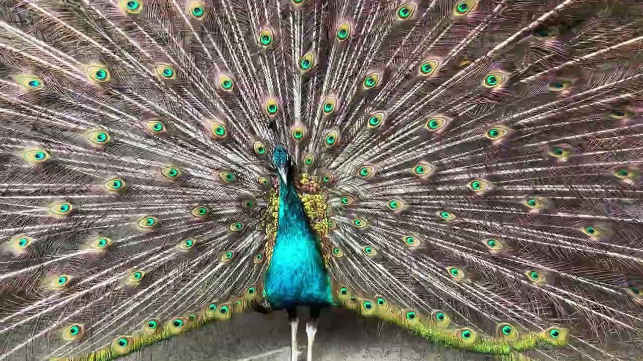 Merak biru merak India 