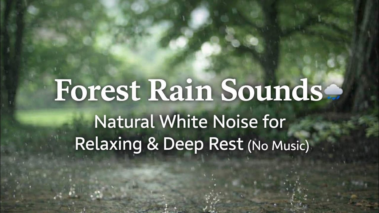Forest Rain Sounds 🌧️ Natural White Noise for Relaxing & Deep Rest (No Music)