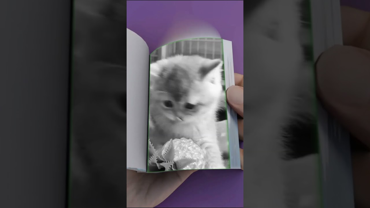 Kids Cats