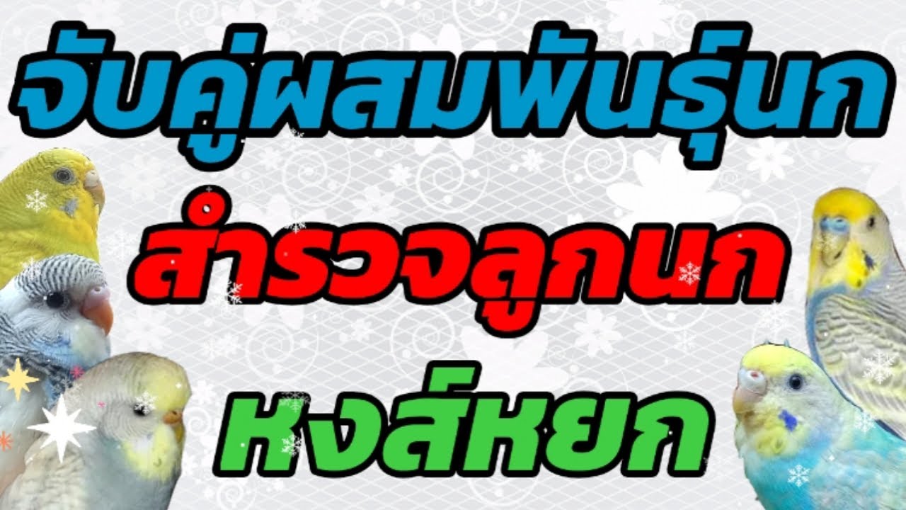#จับคู่ผสมพันธุ์นกหงส์หยก #สีลูกนกหงส์หยก #นกหงส์หยก